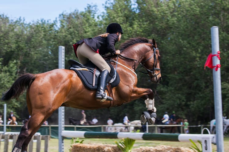 Ride with Grace: Equestrian Sport Essentials for Every Rider