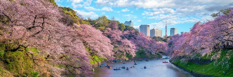 Experience the Ultimate Japan Cherry Blossom Cruise on LUMINARA – March 2026